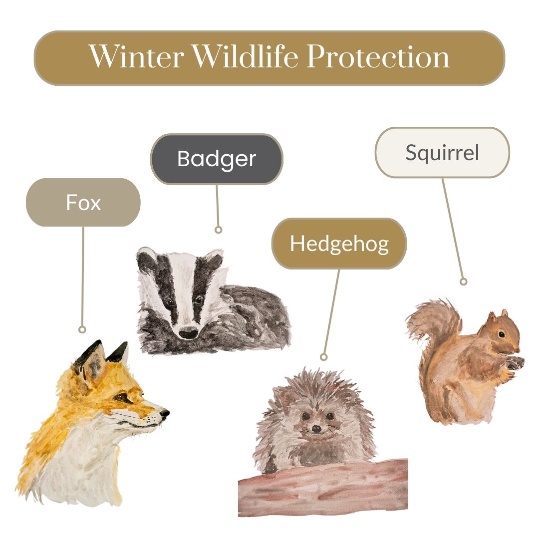 Bring hope to wildlife this winter: join the Winter Wildlife Protection campaign